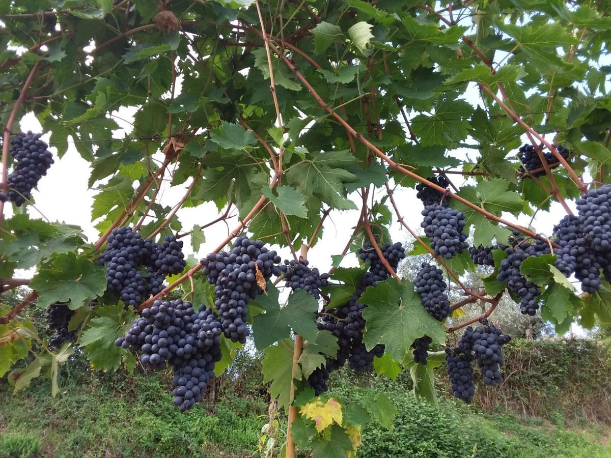 Отель Agriturismo Podere Somigli Di Lorenzo Correani Греве-ин-Кьянти Экстерьер фото